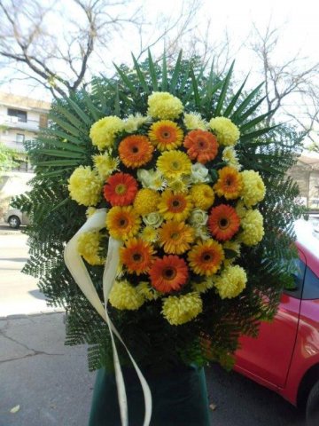 primula 13